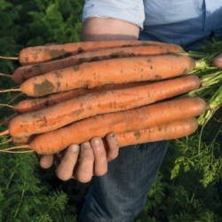 Marchew Nevado F1 100 tys. nasion precyzja  st